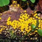 Zitronengelbe Holzbecherchen (Bisporella citrina) 