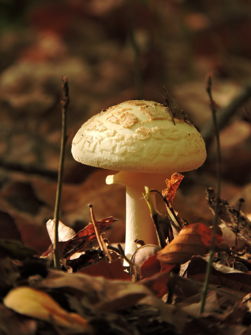 Zitronengelber Knollenblätterpilz (Amanita citrina)