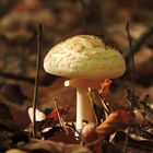 Zitronengelber Knollenblätterpilz (Amanita citrina)