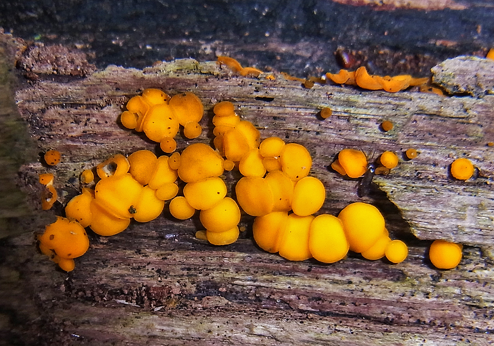 Zitronengelbes Holzbecherchen