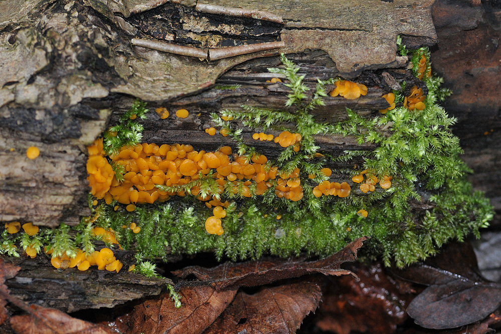 Zitronengelbes Reisigbecherchen auf Birke