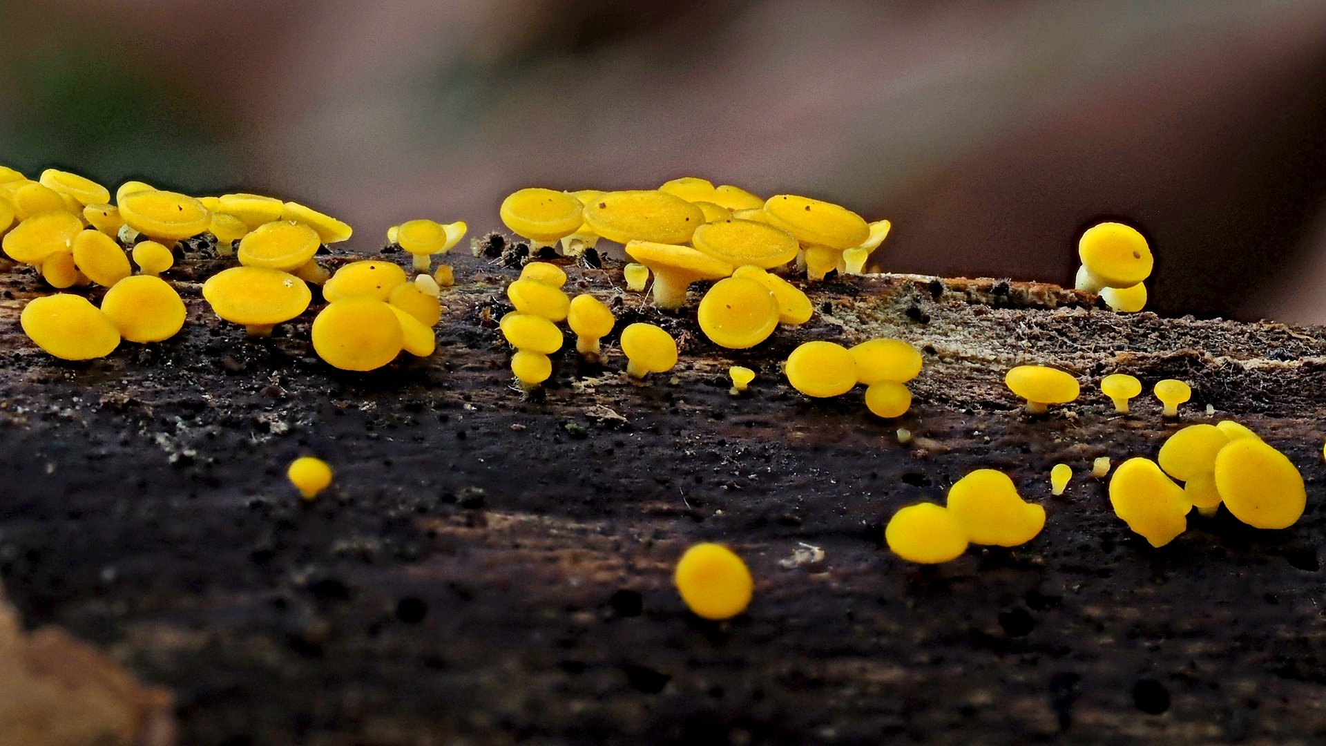 Zitronengelbes Reisigbecherchen (Bisporella citrina) Foto & Bild