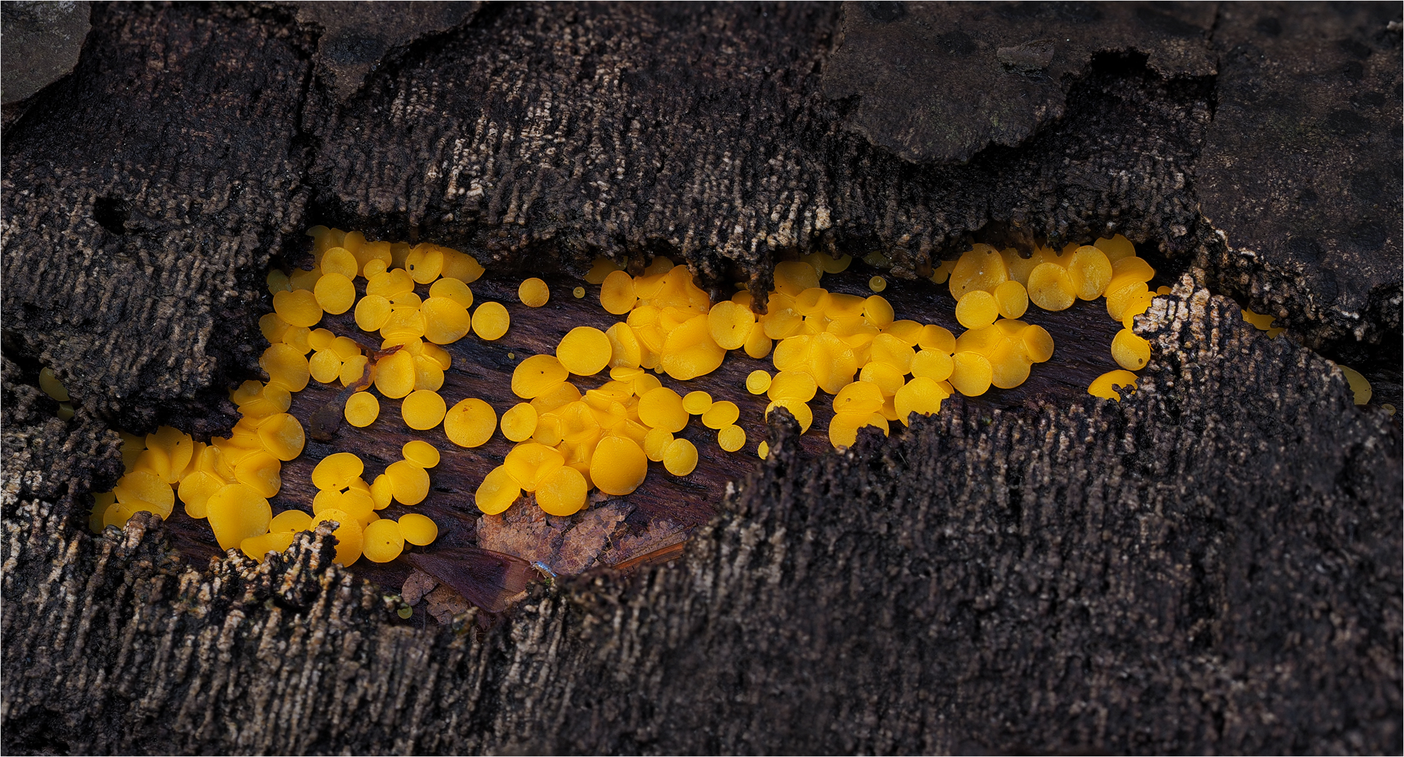 Zitronengelbes Reisigbecherchen Foto & Bild makro, natur, herbst
