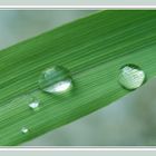 Zitronengras mit Wassertropfen - Grün ist die Hoffnung, liebe Buddies...