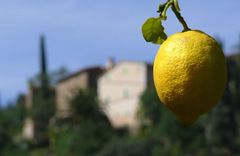 Zitronenplantage in Deia