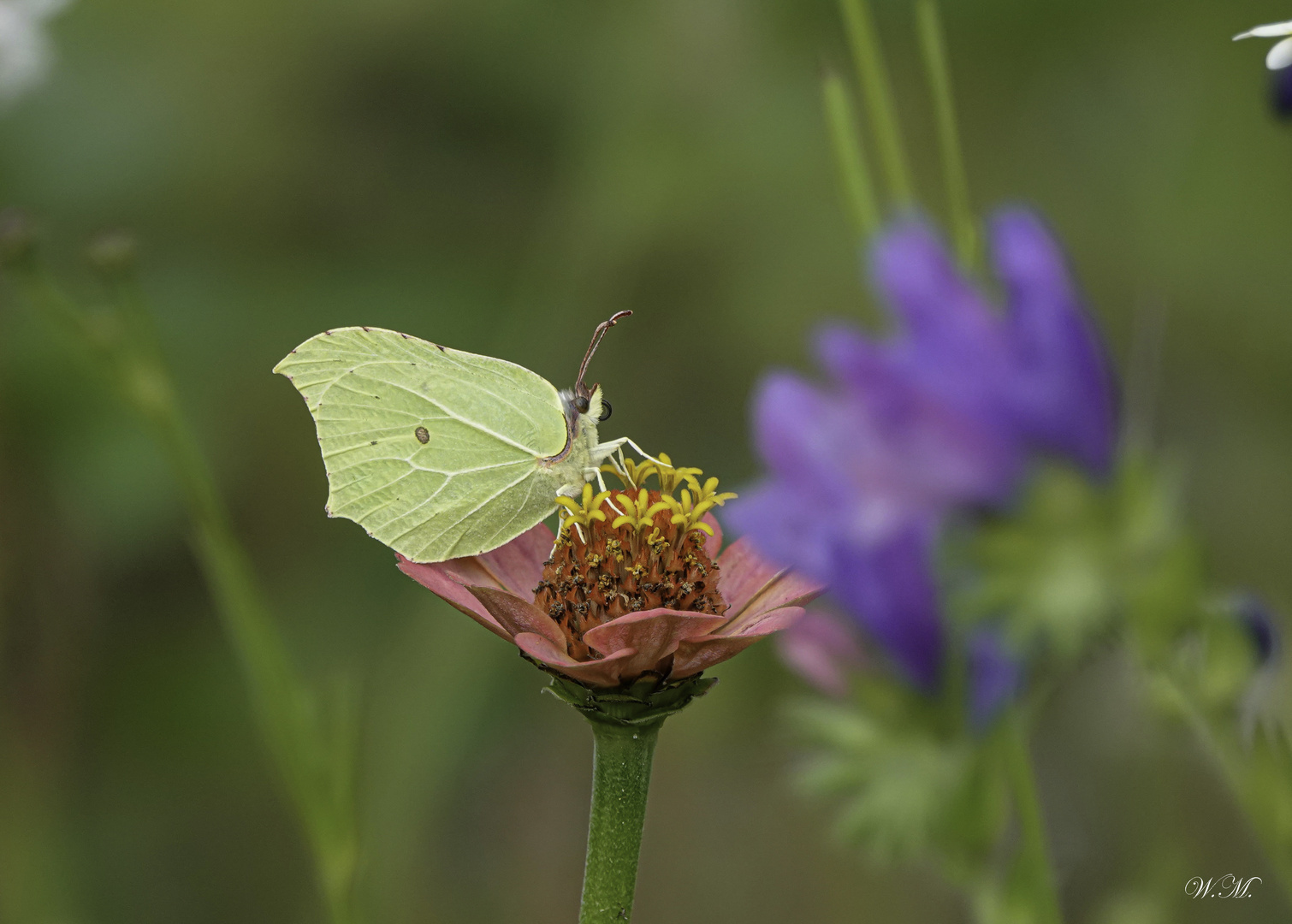 Zitronenschmetterling