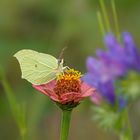 Zitronenschmetterling