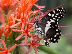 Zitronenschmetterling