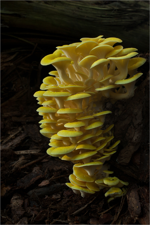 Zitronenseitling (Pleurotus citrinopileatus)