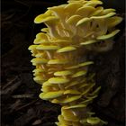 Zitronenseitling (Pleurotus citrinopileatus)