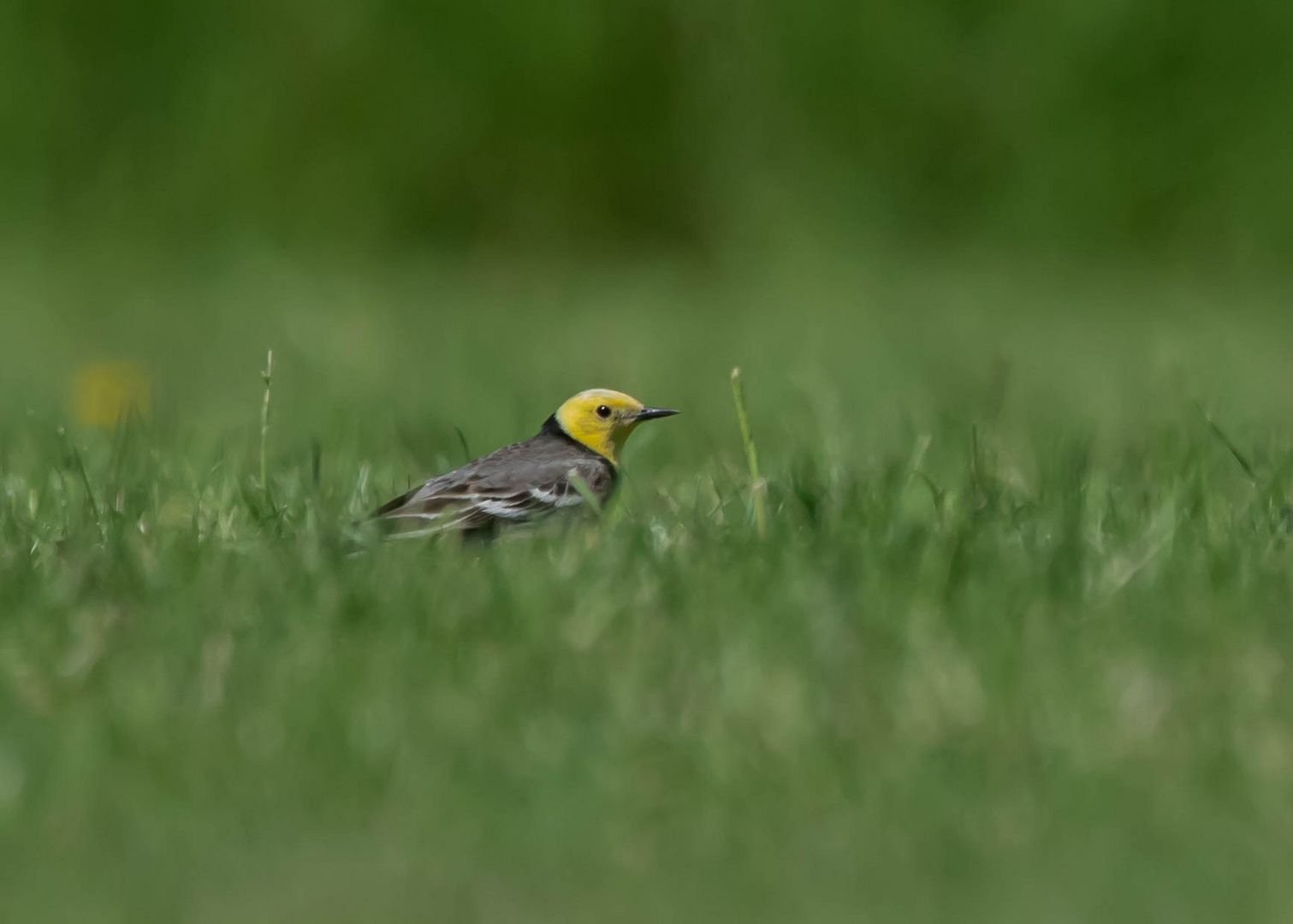 Zitronenstelze Foto & Bild tiere, wildlife, wild lebende vögel Bilder