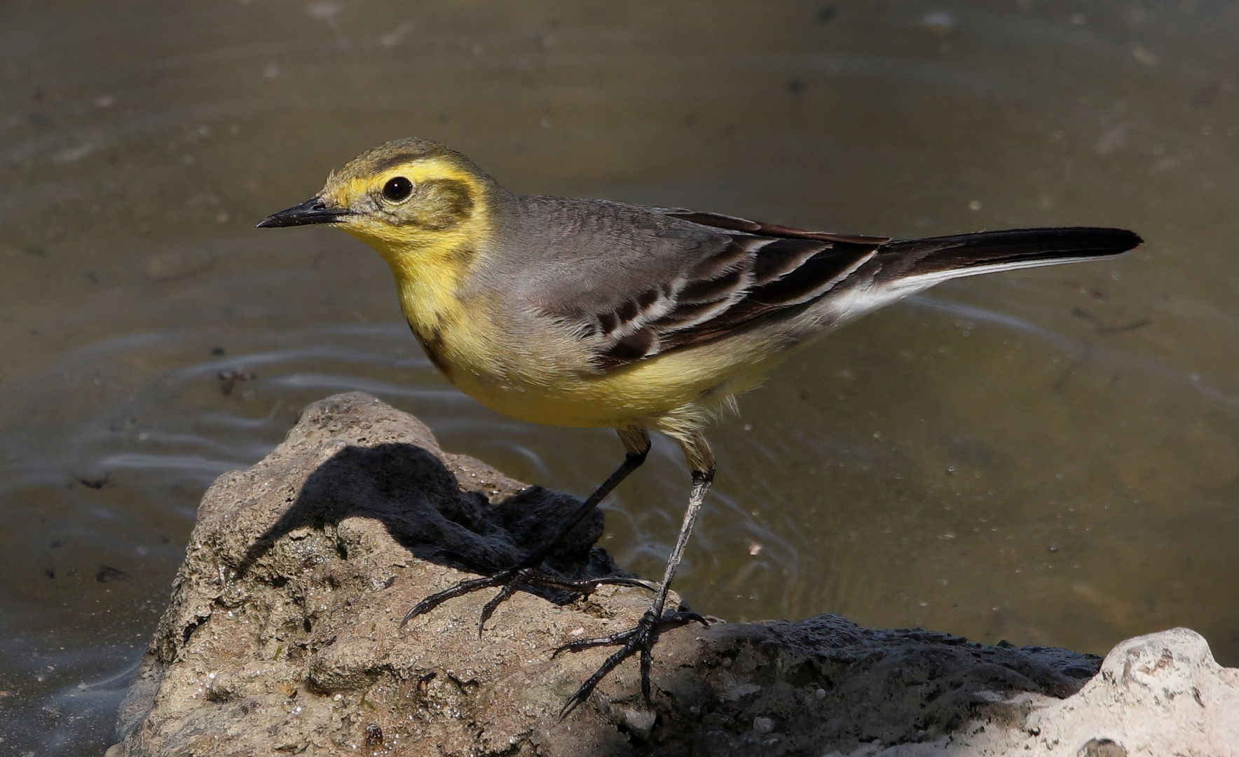Zitronenstelze Foto & Bild natur, tiere, wildlife Bilder auf