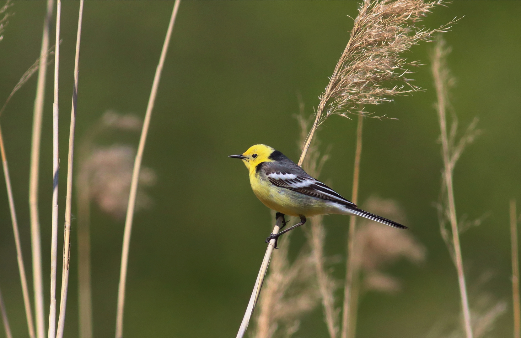 Zitronenstelze (Motacilla citreola)