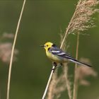 Zitronenstelze (Motacilla citreola)