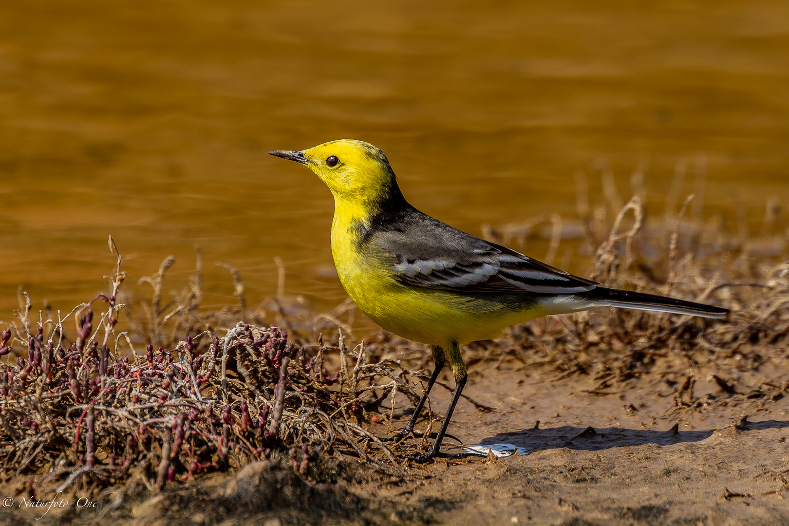 Zitronenstelze  ( Motacilla citreola ) im Prachtkleid