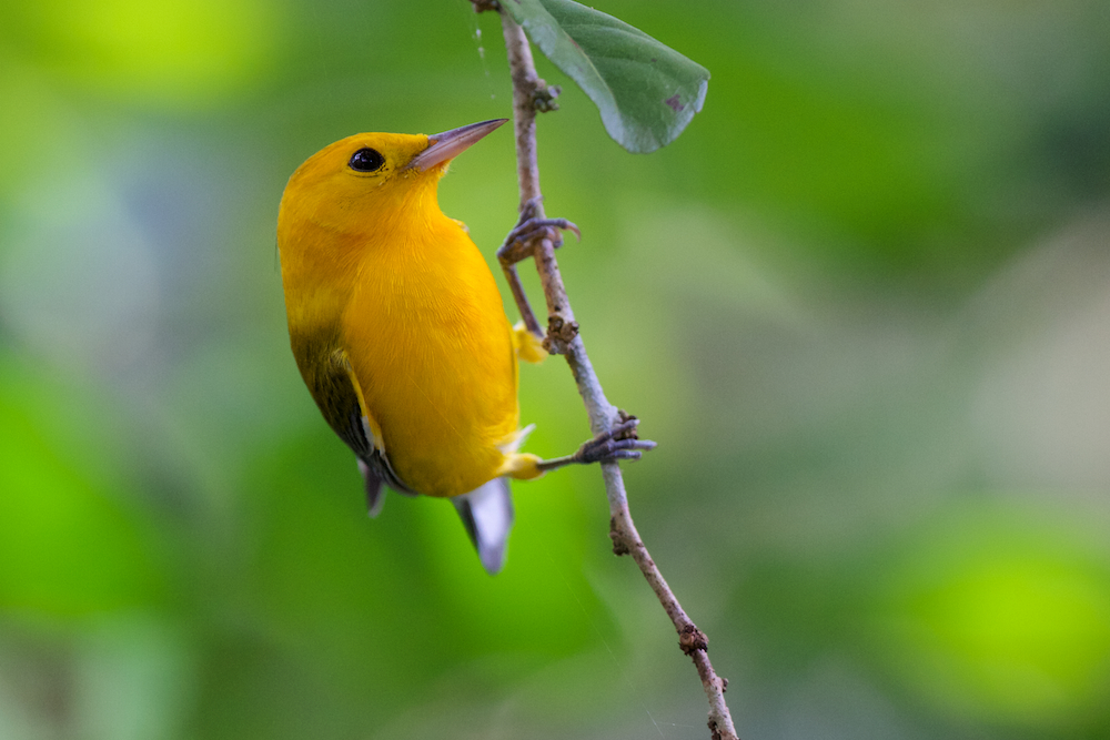 Zitronenwaldsänger - Prothonotary Warbler