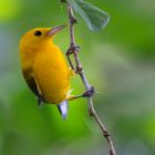 Zitronenwaldsänger - Prothonotary Warbler