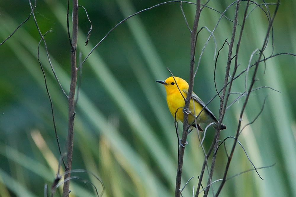 Zitronenwaldsänger - Prothonotary Warbler (Protonotaria citrea)