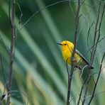 Zitronenwaldsänger - Prothonotary Warbler (Protonotaria citrea)