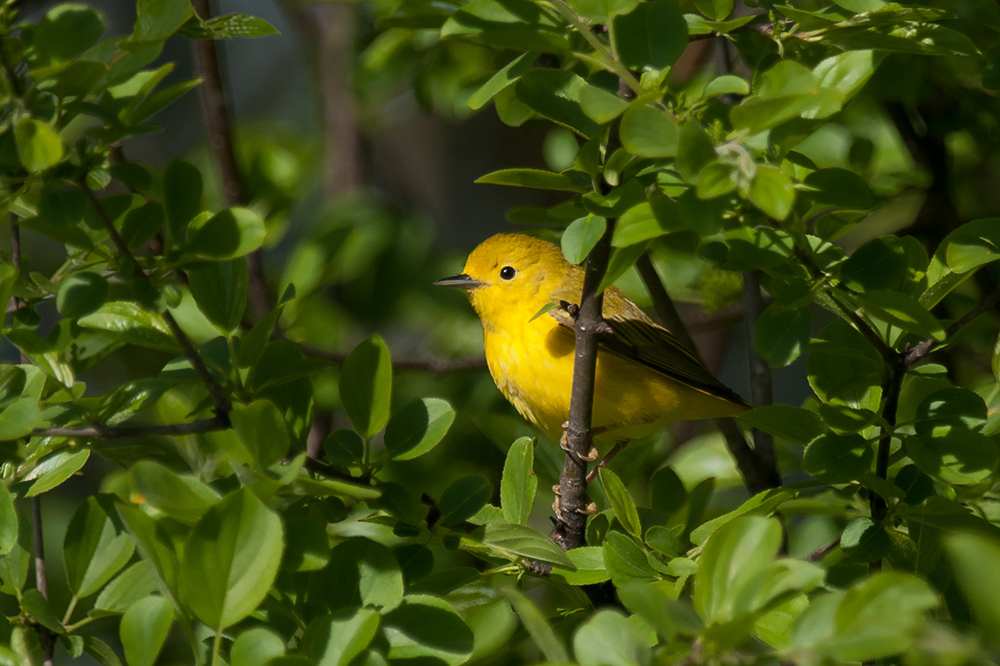 Zitronenwaldsänger (Protonotaria citrea)