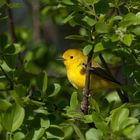 Zitronenwaldsänger (Protonotaria citrea)