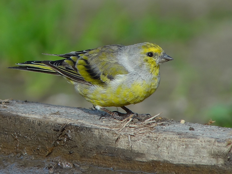 Zitronenzeisig Foto & Bild tiere, wildlife, wild lebende vögel Bilder