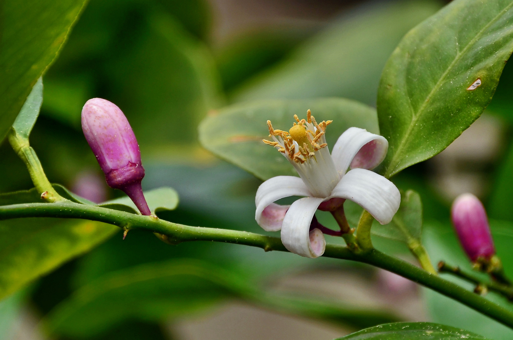 Zitrus Blüte