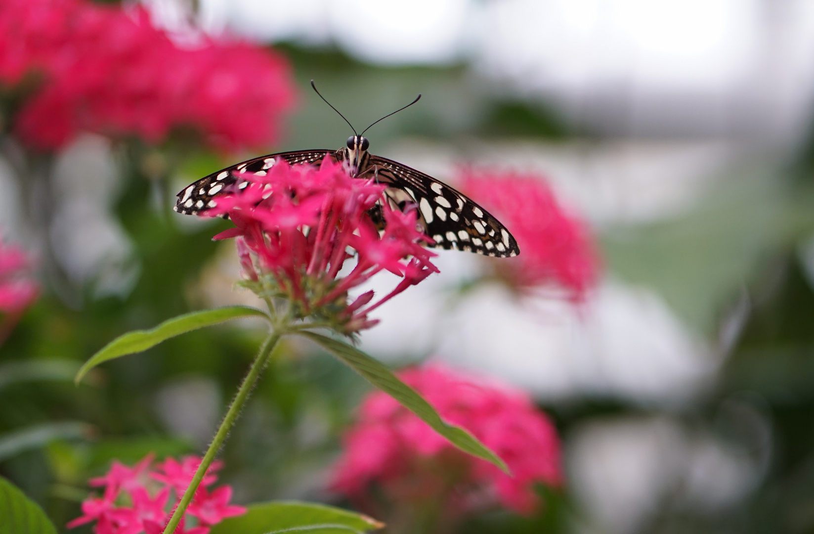  Zitrus-Schwalbenschwanz, Papilio demoleus