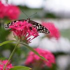  Zitrus-Schwalbenschwanz, Papilio demoleus