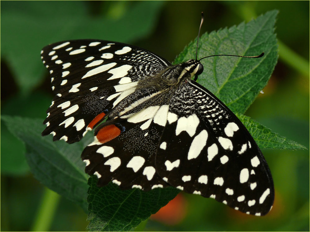 Zitrus - Schwalbenschwanz (Papilio demoleus)