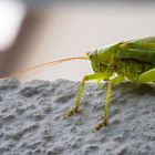 Zitrusbäume - lieben wir!