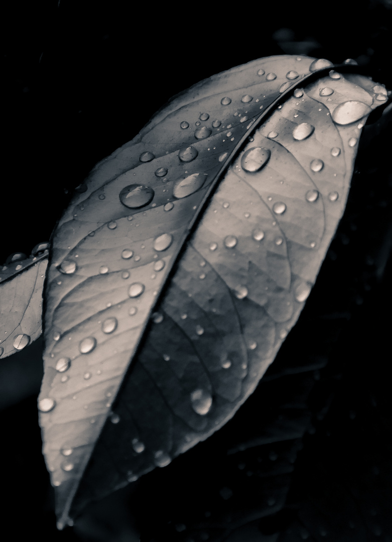 Zitrusblatt nach dem Regen