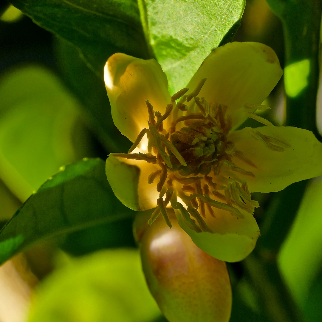 Zitrusblüte