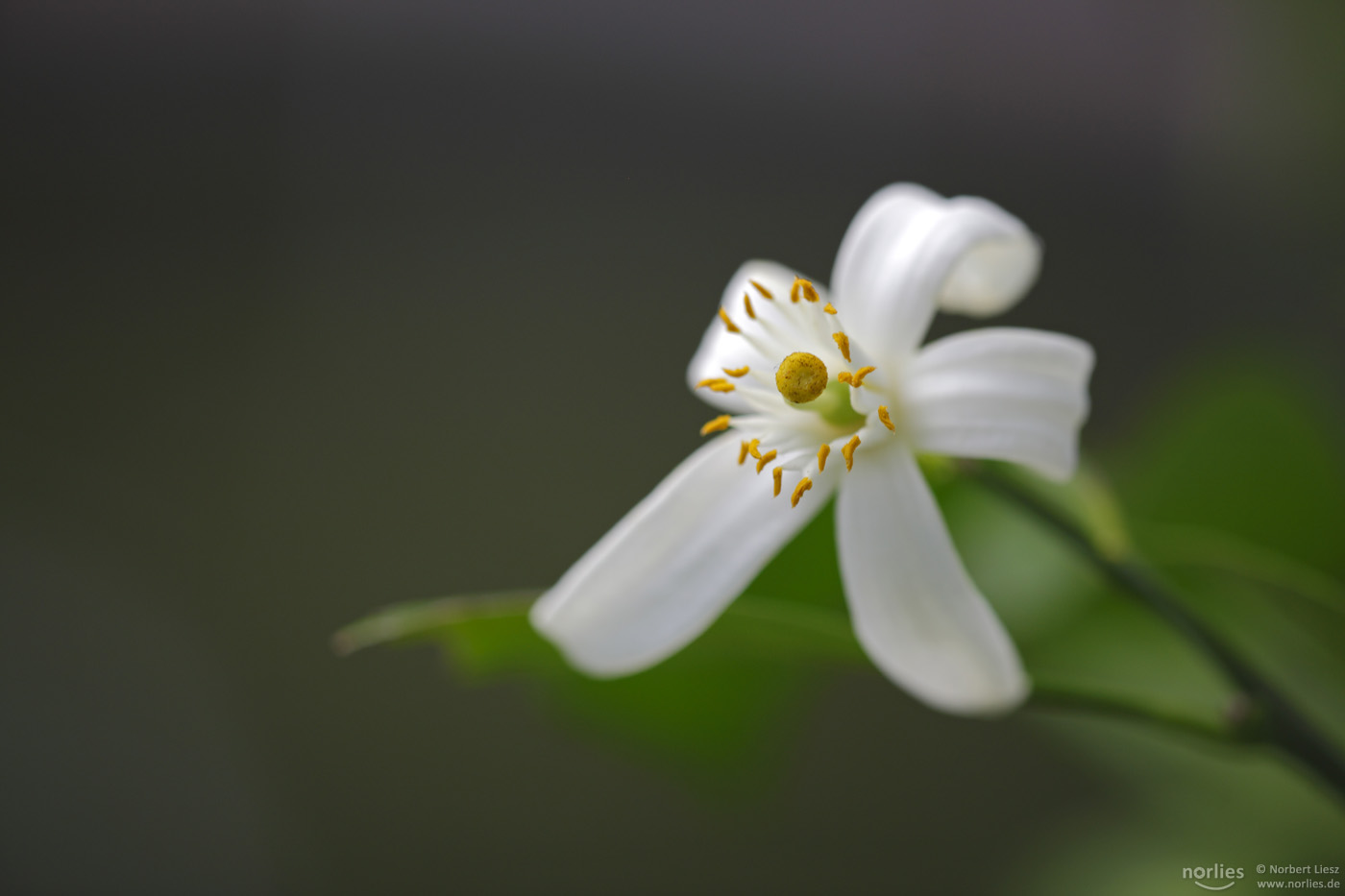 Zitrusblüte