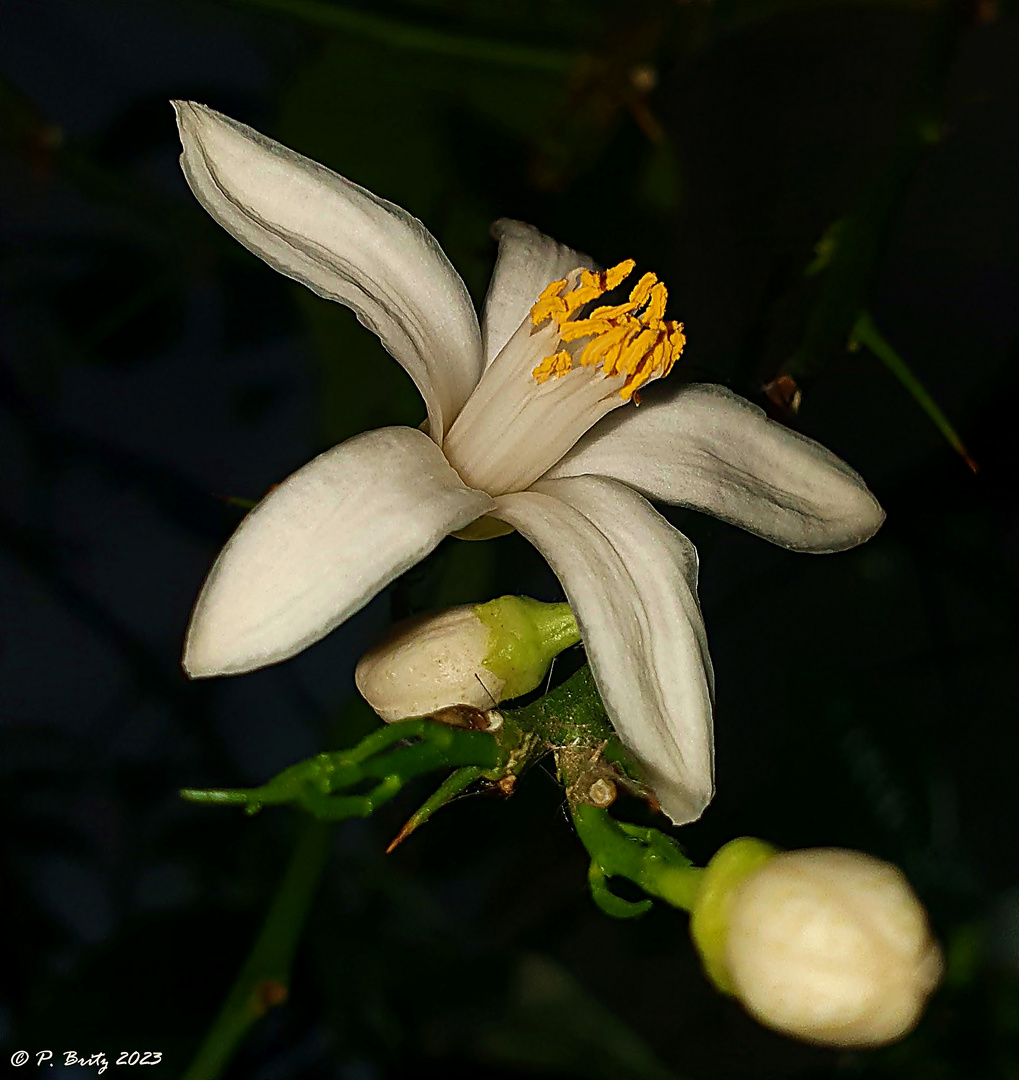 Zitrusblüte im Winterquartier