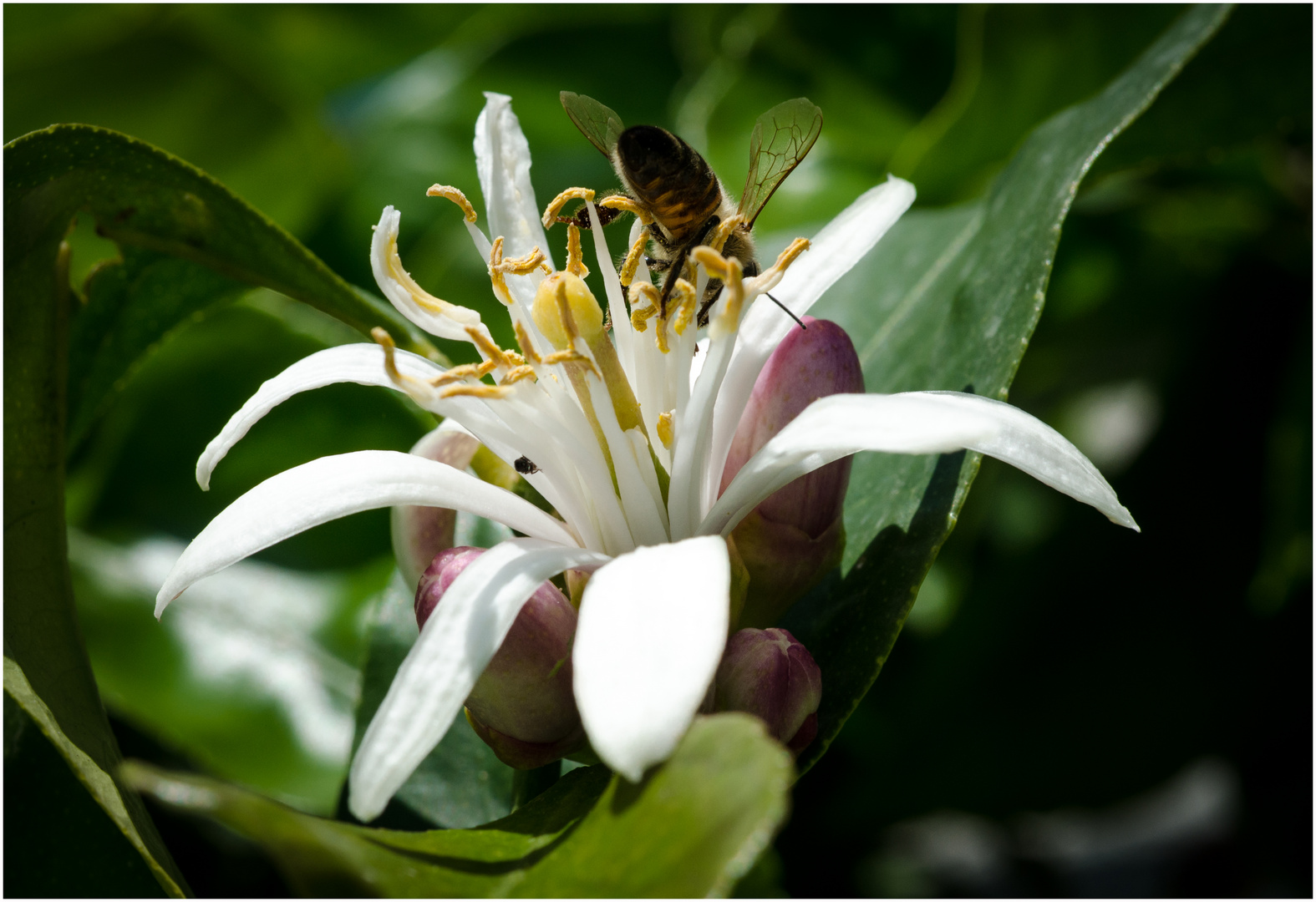 Zitrusblüte mit Biene in Limone