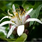 Zitrusblüte mit Biene in Limone