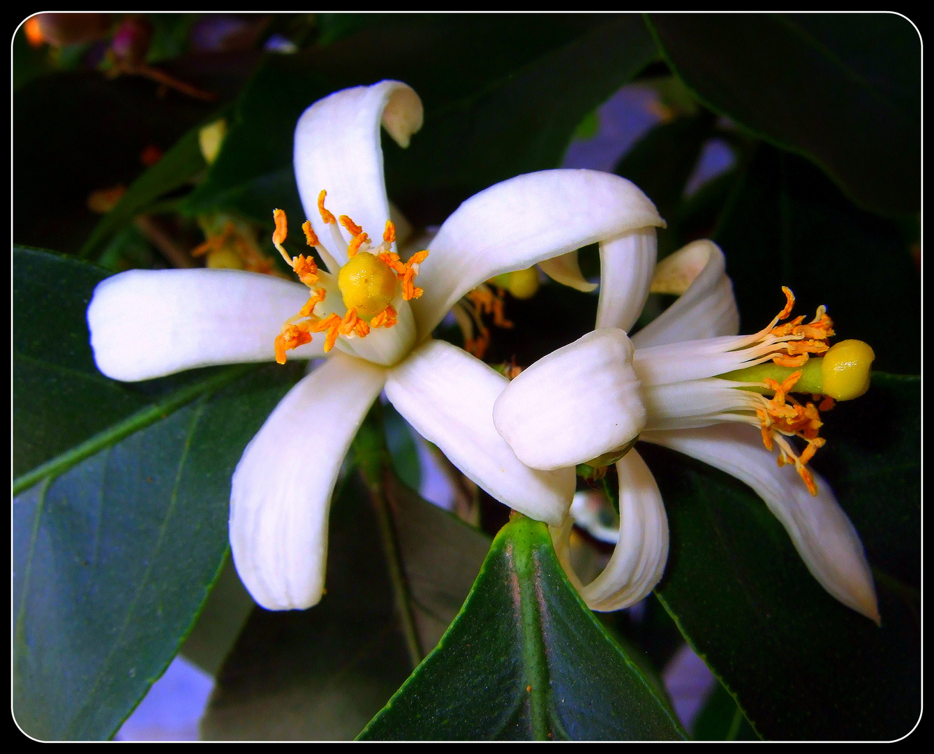 -Zitrusstamm-Blüte-