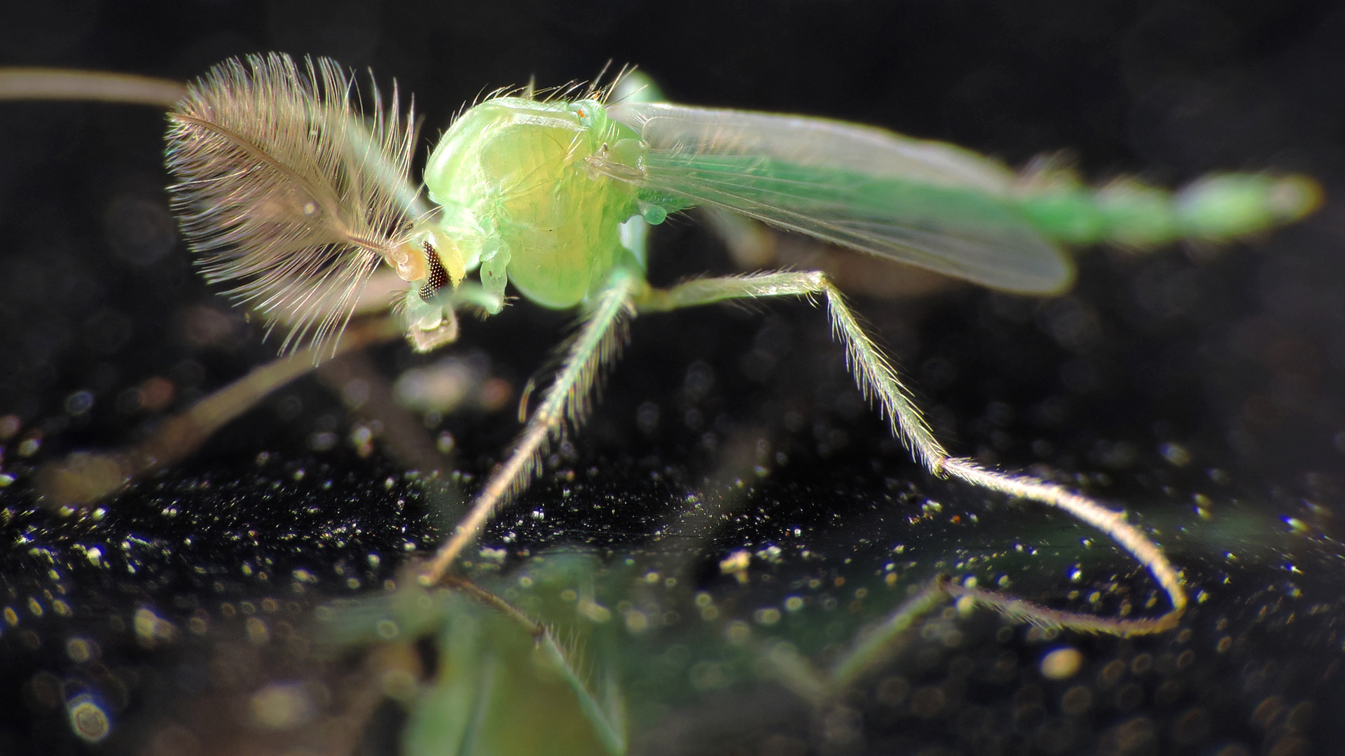 Zitterfliege ?! ~ 3mm Körperlänge 