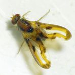 Zitterfliege (Toxoneura muliebris)