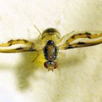 Zitterfliege (Toxoneura muliebris)