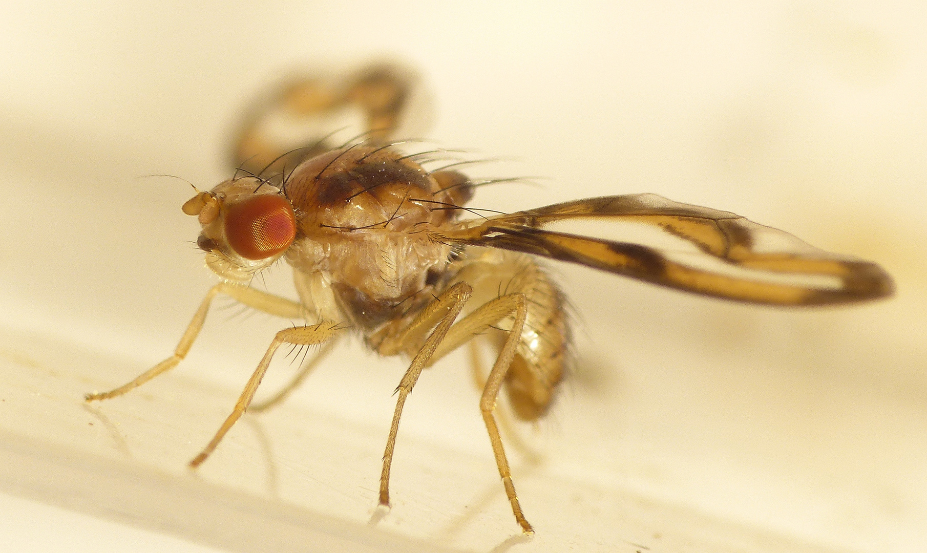 Zitterfliege (Toxoneura muliebris; syn. Palloptera muliebris) im Supermakro-Modus