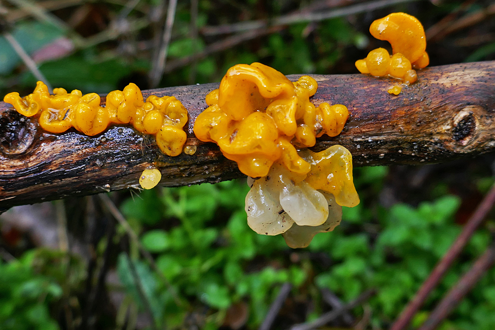 Zitterling Foto & Bild pflanzen, pilze & flechten, pilze & flechten