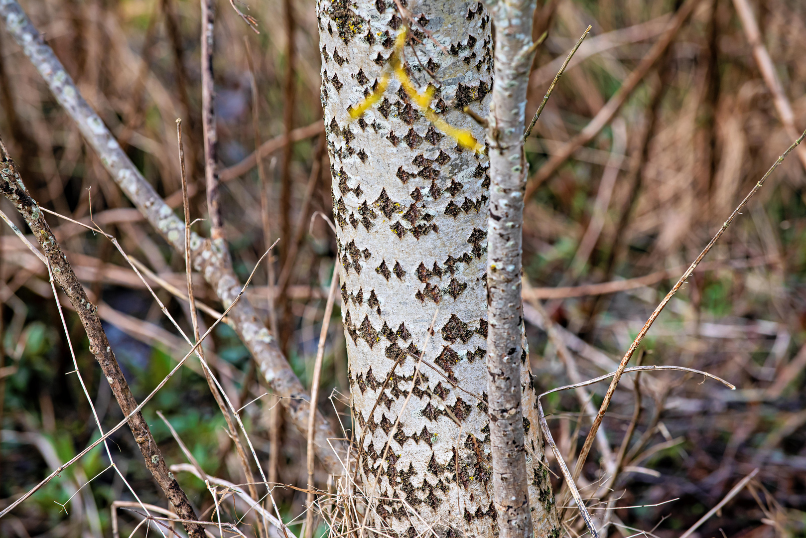 Zitterpappel,     Populus tremula !                         SiDSC_7758