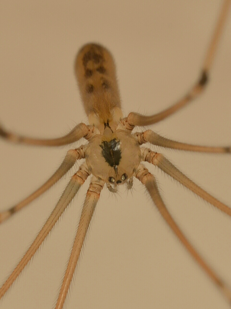 Zitterspinne