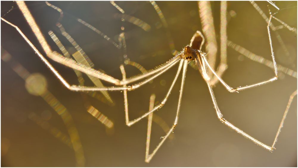 Zitterspinne im Gegenlicht