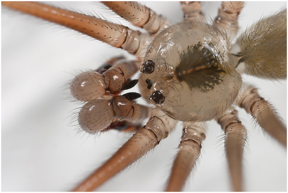 Zitterspinne im Portrait