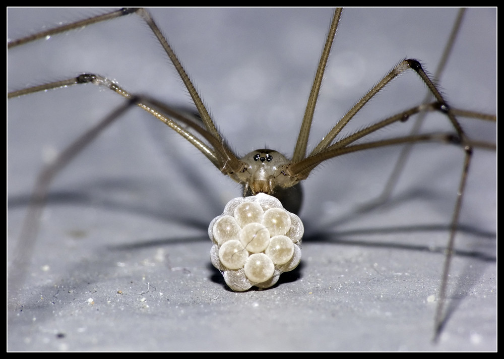 Zitterspinne mit Eier