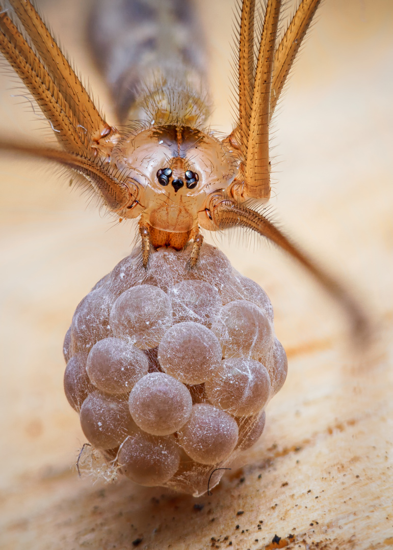 Zitterspinne mit Eiern