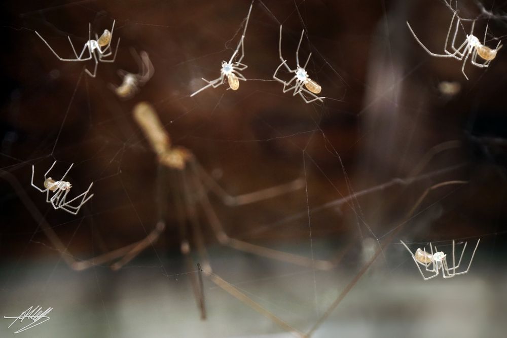 Zitterspinne mit Jungtieren